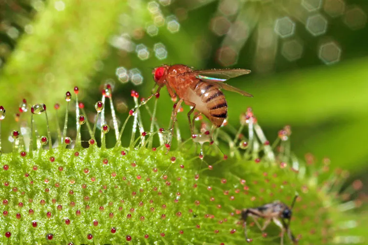 Common fruit fly