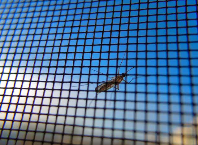 A mosquito is shown behind mesh wiring, posed against a blue sky