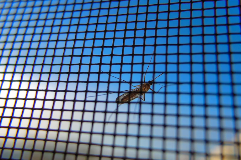 A mosquito is shown behind mesh wiring, posed against a blue sky