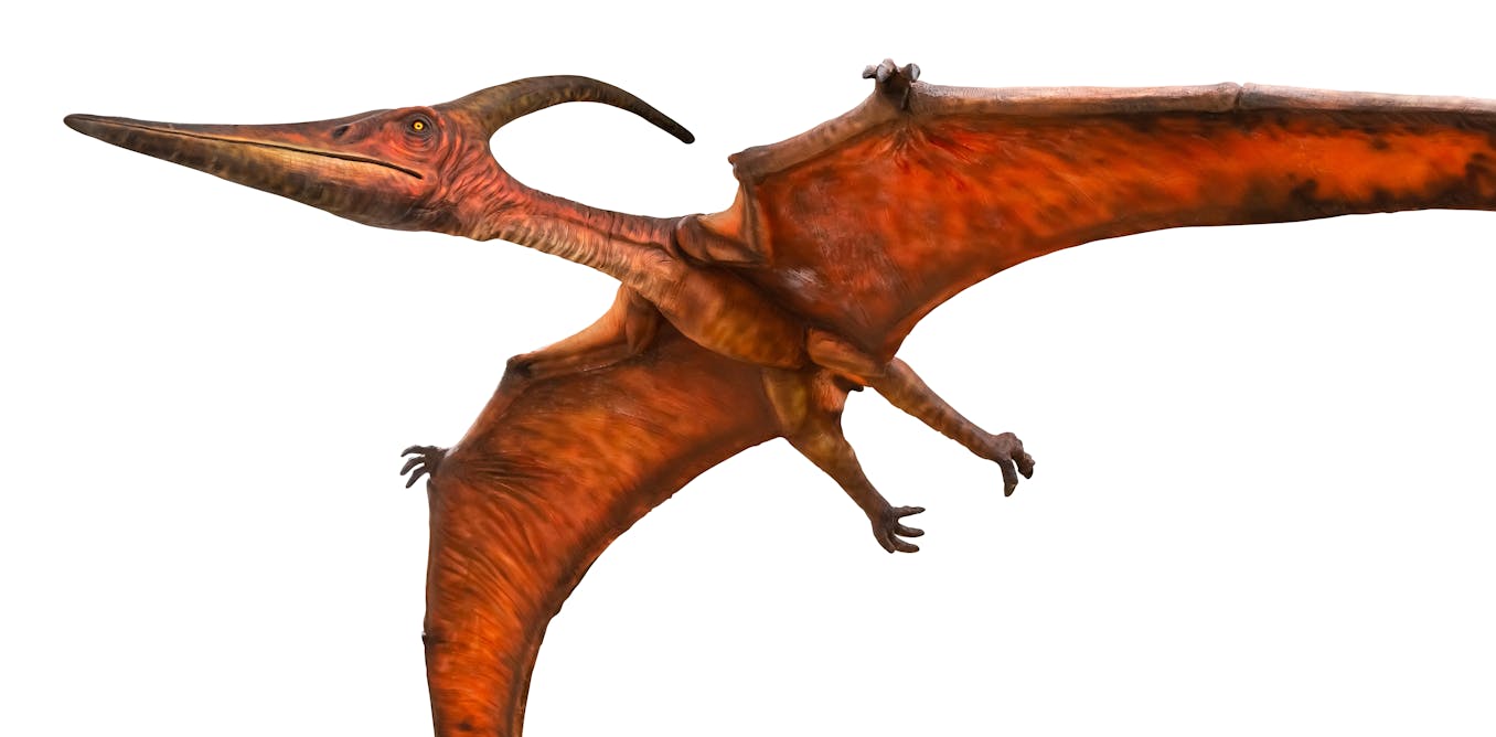 Why we think that some extinct giant flying reptiles cared for their young
