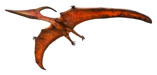 Artist's impression of pteranodon.