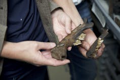Two researchers holding brown fossillized jaws