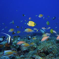 marine biology research essay topics