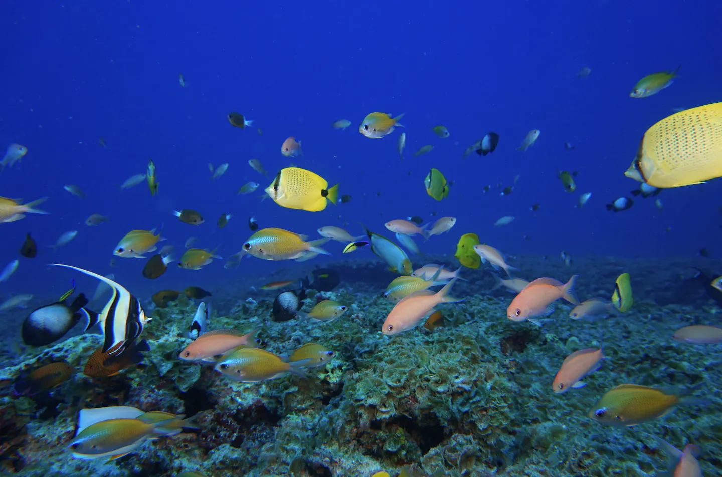 While Fish Ocean What happens to the ocean if we take out all the fish? A marine ...
