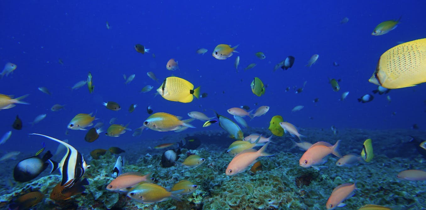 What happens to the ocean if we take out all the fish? A marine ...