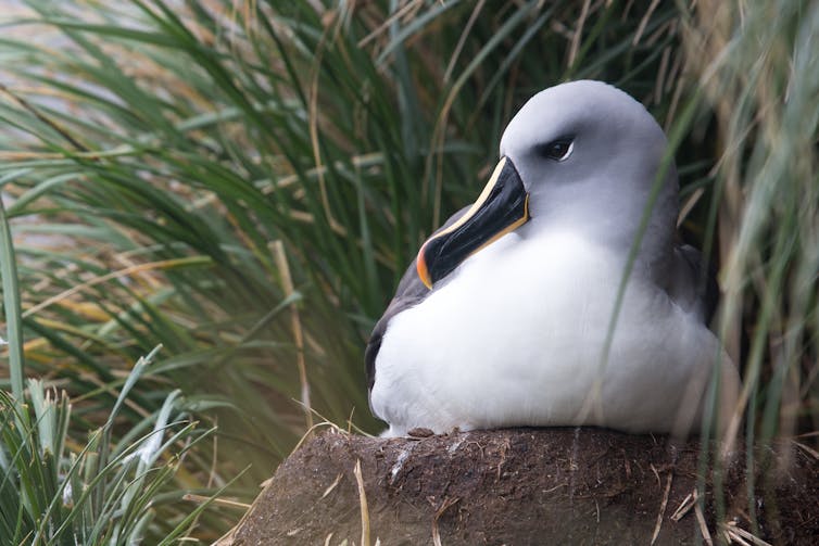 A resting grey-headed albatross with its head turned to one side showing its striking yellow and black compound beak against a green leafy backdrop.