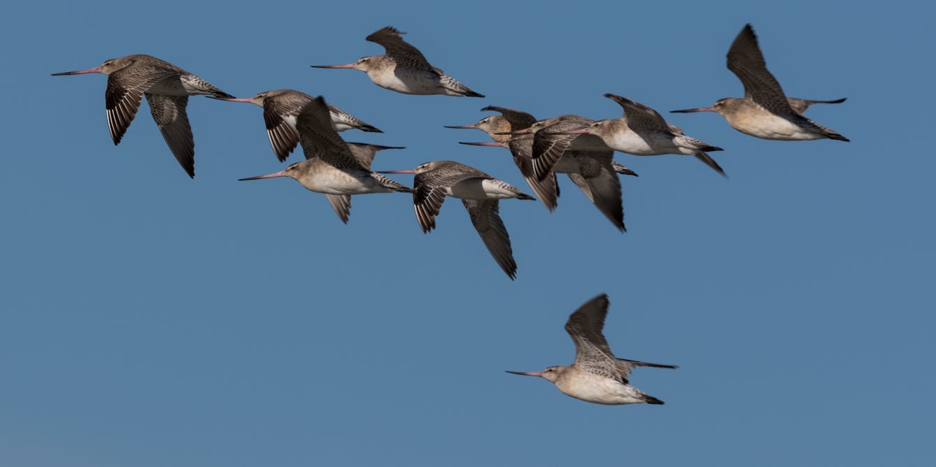 Duizenden trekvogels zullen in het voorjaar in Nieuw-Zeeland aan land komen – zullen ze de dodelijke vogelgriep met zich meebrengen?