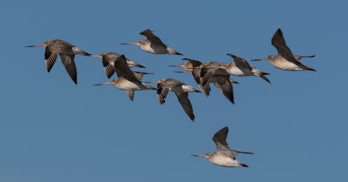 Thousands of migratory birds will make NZ landfall in spring – will they bring a deadly bird flu with them?