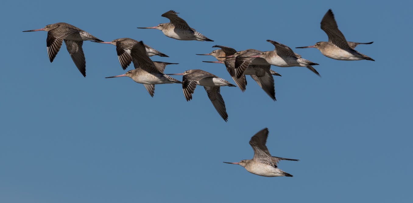 Duizenden trekvogels zullen in het voorjaar in Nieuw-Zeeland aan land komen – zullen ze de dodelijke vogelgriep met zich meebrengen?