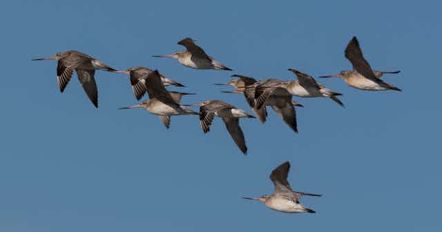 A flock of migrating godwits