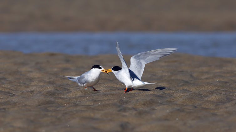 A pair of fairy terns, tara iti.