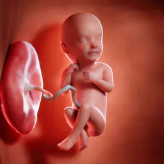 Fœtus avec cordon ombilical et placenta