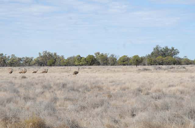 A landscape of dry foliage in Australia. We see a family of emus together. There is bush in the background. It's a sunny day.