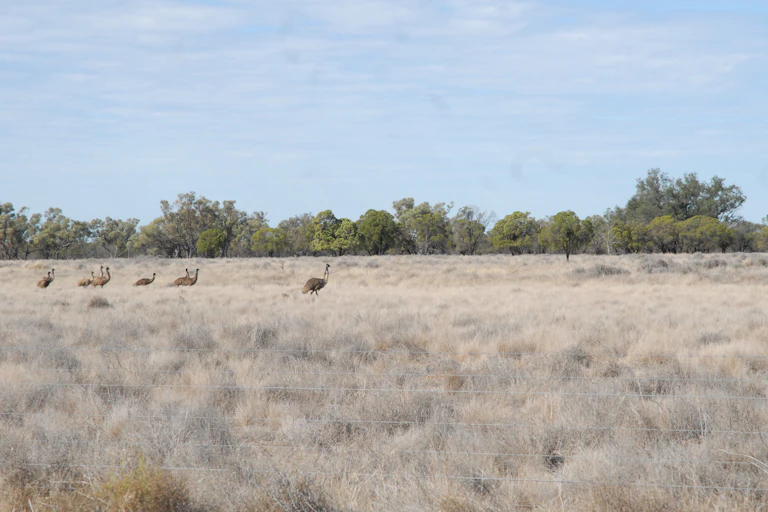 A landscape of dry foliage in Australia. We see a family of emus together. There is bush in the background. It's a sunny day.