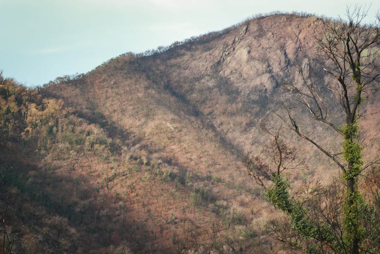 a scorched hillside