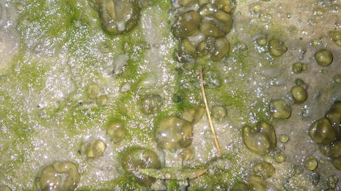 why those biofilms you slip on in rivers are vitally important