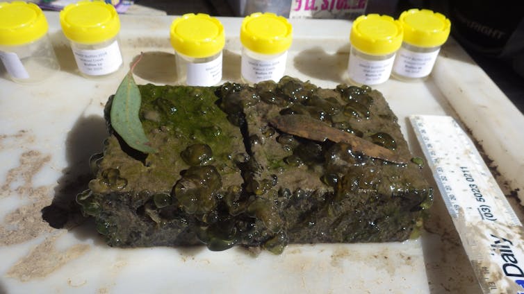 biofilm and algae from river