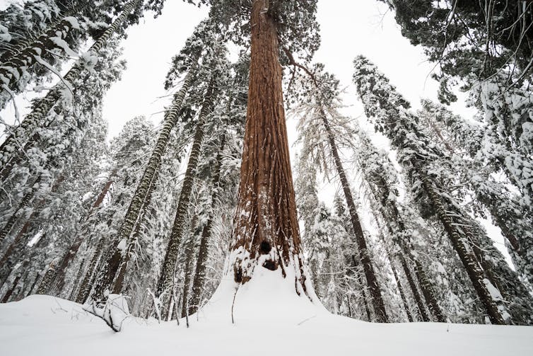 Giant sequoia trees covered in snow.