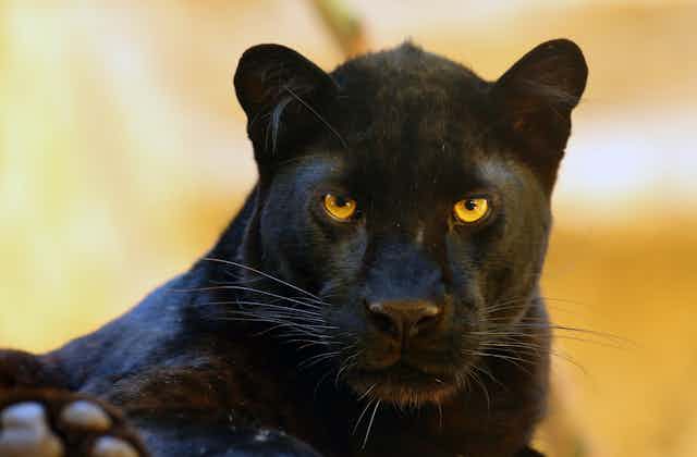 Black panther looks directly at camera.