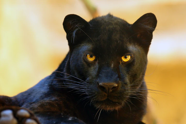 Black panther looks directly at camera.
