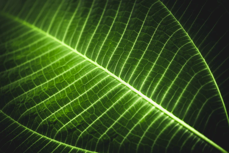 Imagem de uma folha em macrofotografia