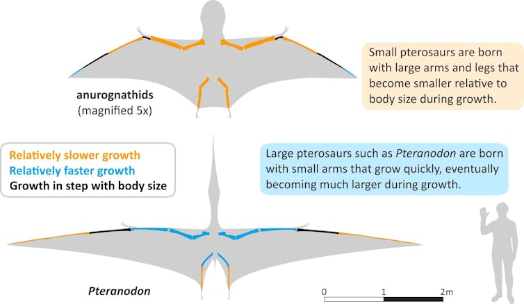 Limb bone growth allometry in pterosaurs of different sizes. The wings of small-bodied pterosaurs show limb bones that grew slowly with respect to the rest of the body, indicating that they were potentially good fliers soon after hatching. Large-bodied pterosaur species, however, were born with relatively small arms. Even though their wing bones grew quickly after hatching relative to the rest of the body, the young of these species likely could not fly as efficiently and therefore parental care may have been required.