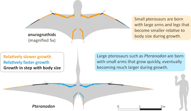 Limb bone growth allometry in pterosaurs of different sizes. The wings of small-bodied pterosaurs show limb bones that grew slowly with respect to the rest of the body, indicating that they were potentially good fliers soon after hatching. Large-bodied pterosaur species, however, were born with relatively small arms. Even though their wing bones grew quickly after hatching relative to the rest of the body, the young of these species likely could not fly as efficiently and therefore parental care may have been required.