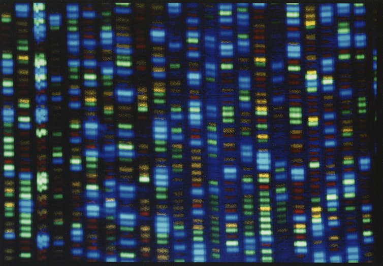 Image of a human genome.