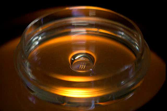 Genetically modified human embryos seen in a lab dish.