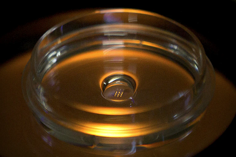 Genetically modified human embryos seen in a lab dish.