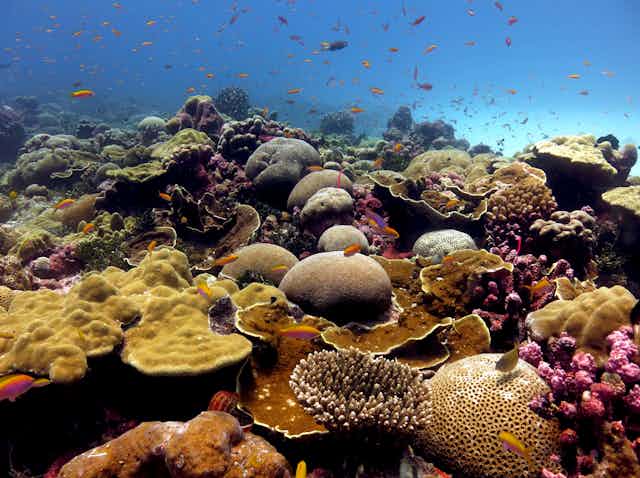 A coral reef with fish in the foreground.