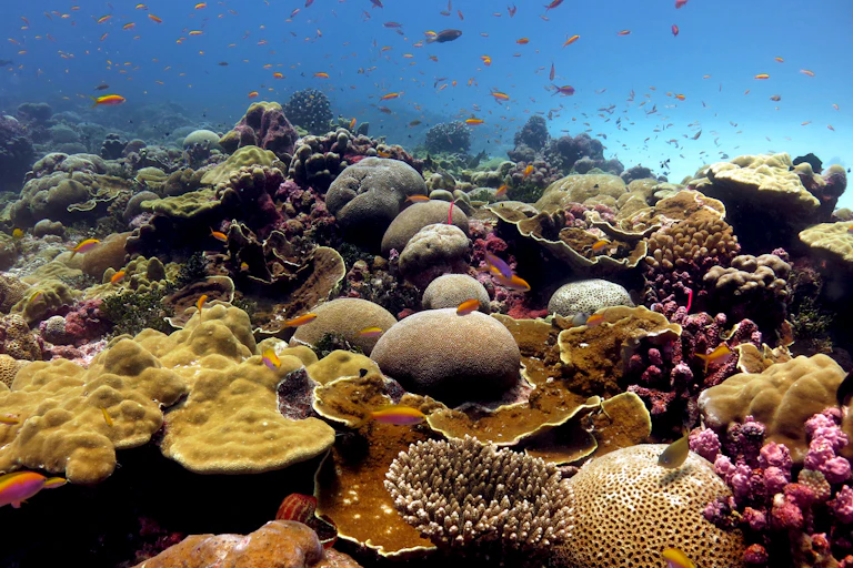 A coral reef with fish in the foreground.