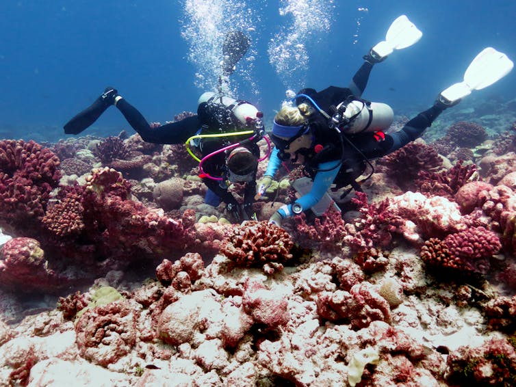 two divers inspect a coral reef