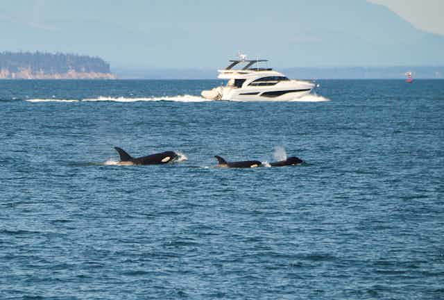 family of orcas swimming in foreground with yacht further back