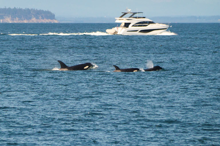 family of orcas swimming in foreground with yacht further back