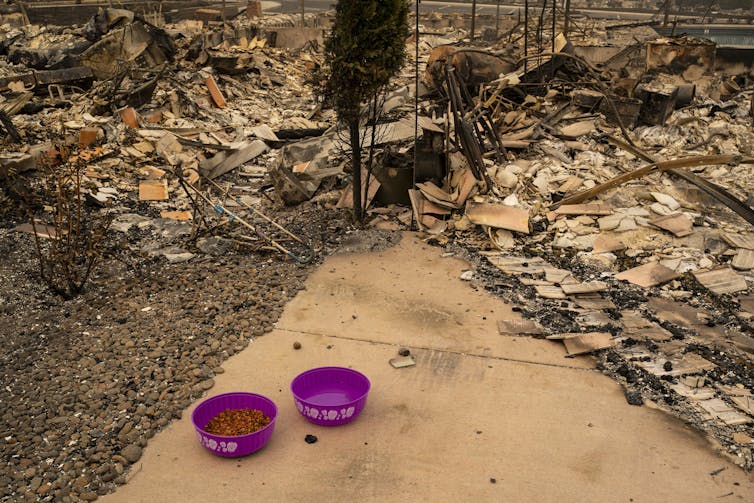 Two purple pet bowls amid burnt-up rubble