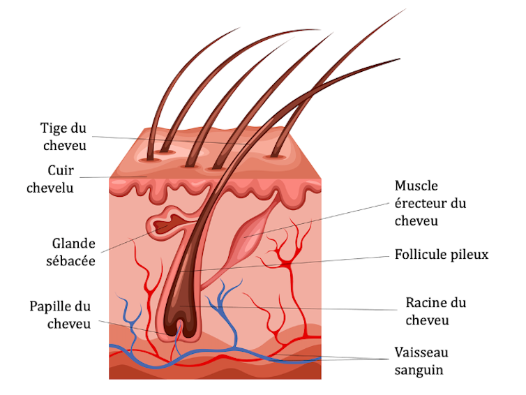 Schéma d’une coupe transversale de la peau montrant le follicule pileux et d’autres structures cutanées