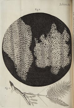Illustration of cells in a cork from Robert Hooke's Micrographia