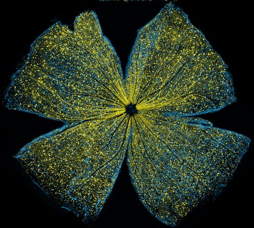 Seeing what the naked eye can't − 4 essential reads on how scientists bring the microscopic world into plain sight