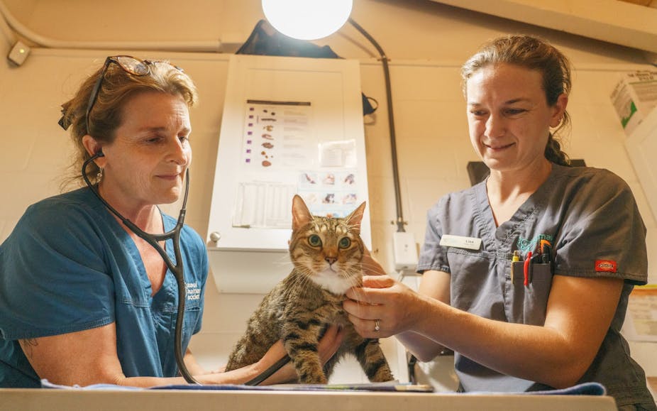 Two women in scrubs, one with Maui Humane Society printed on her top, care for a cat.