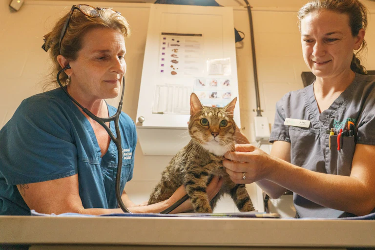 Two women in scrubs, one with Maui Humane Society printed on her top, care for a cat.