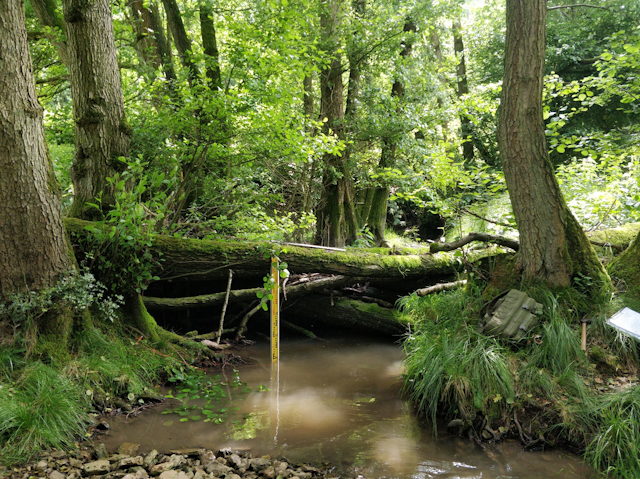 Why beaver-like dams can protect communities from flooding – new