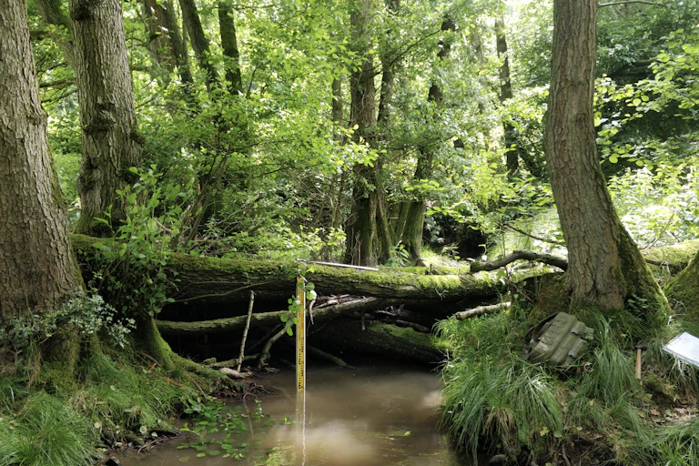 Logs and branches lie across a brook.