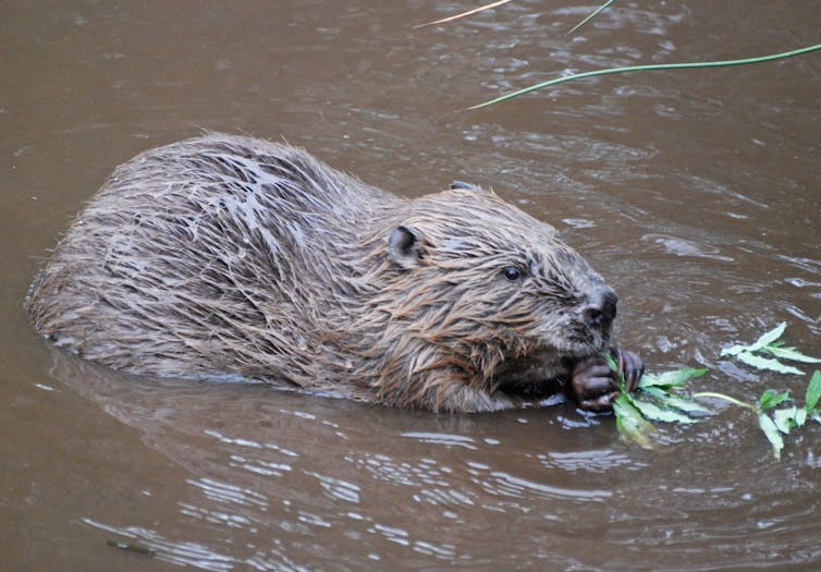 A brown beaver sits in brown water with a leafy branch in its mouth