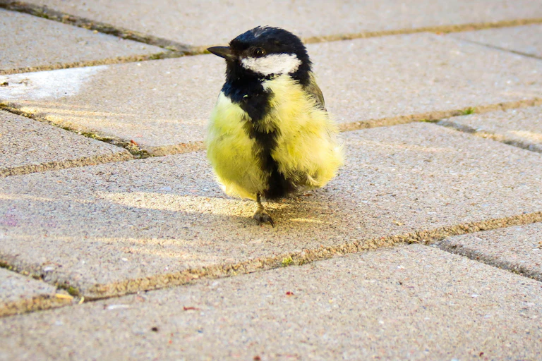 Pájaro negro y amarillo sobre suelo urbnano.
