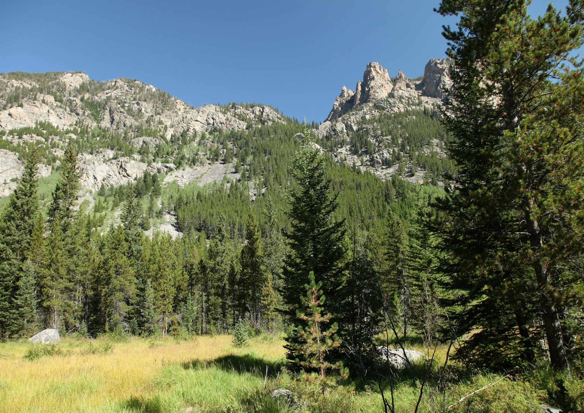 Paysage de foret du Montana