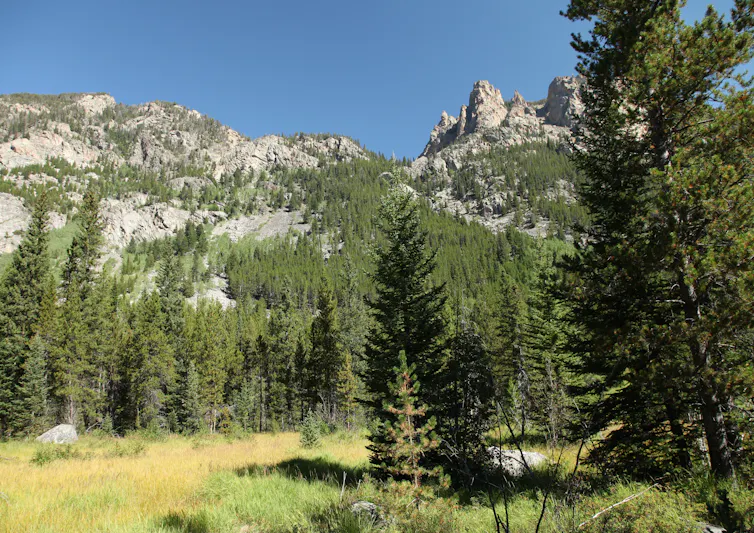 Paysage de foret du Montana