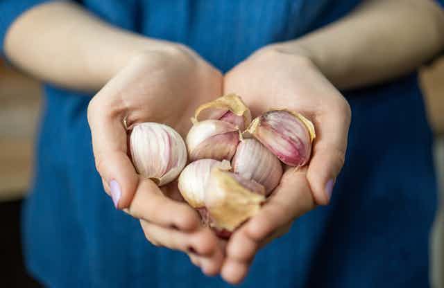Woman's hands holding garlic cloves