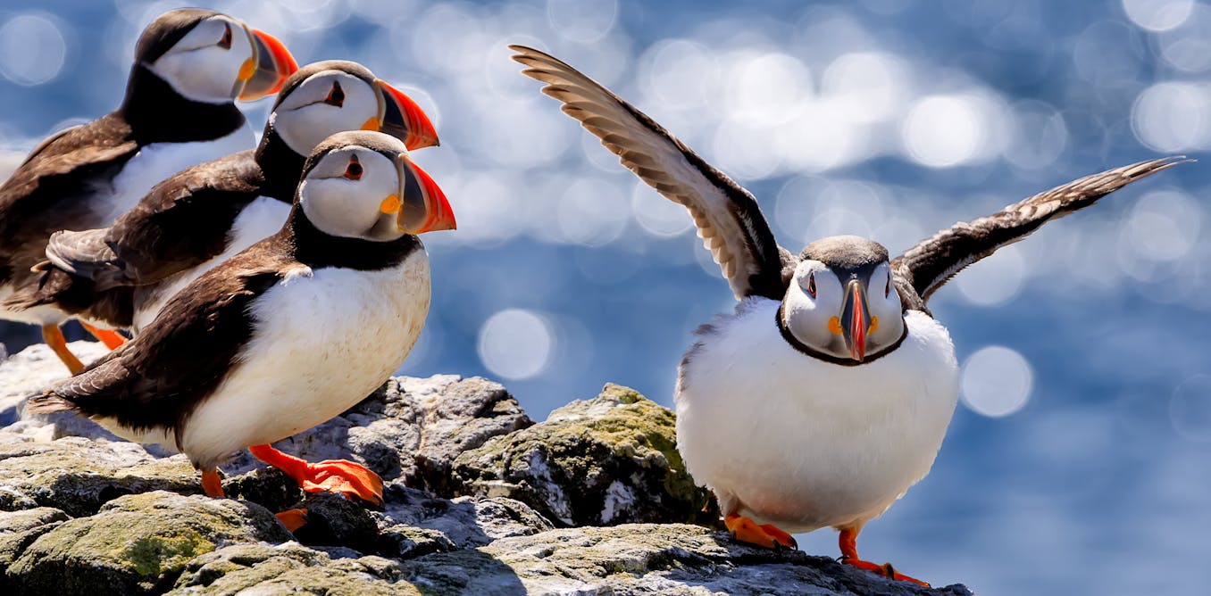 Britain's birds of prey are back from the brink of extinction