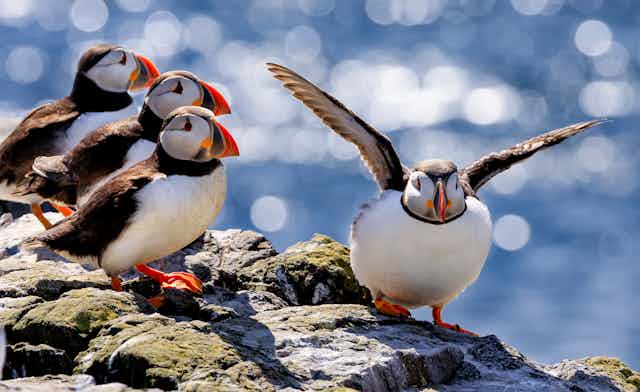 A flock of puffins on top of a cliff.